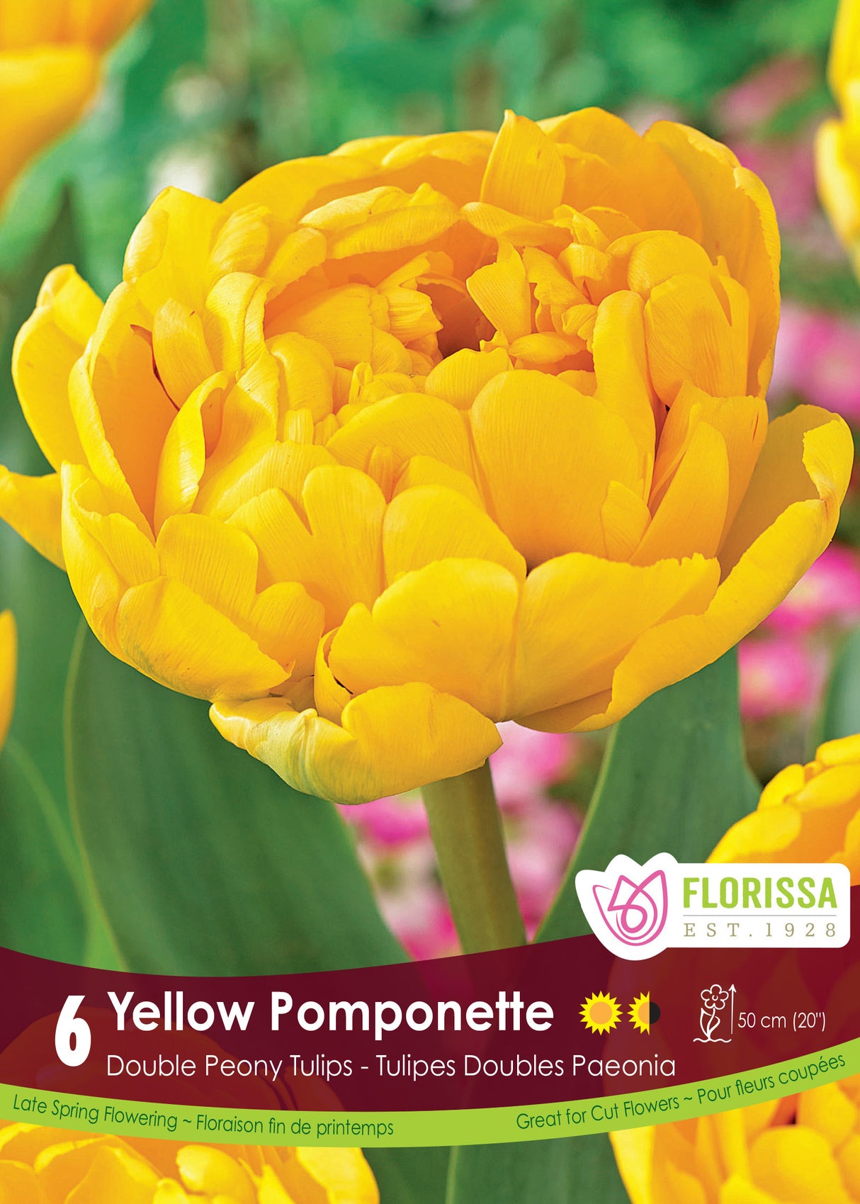 Tulip Double Late - Yellow Pomponette Retail