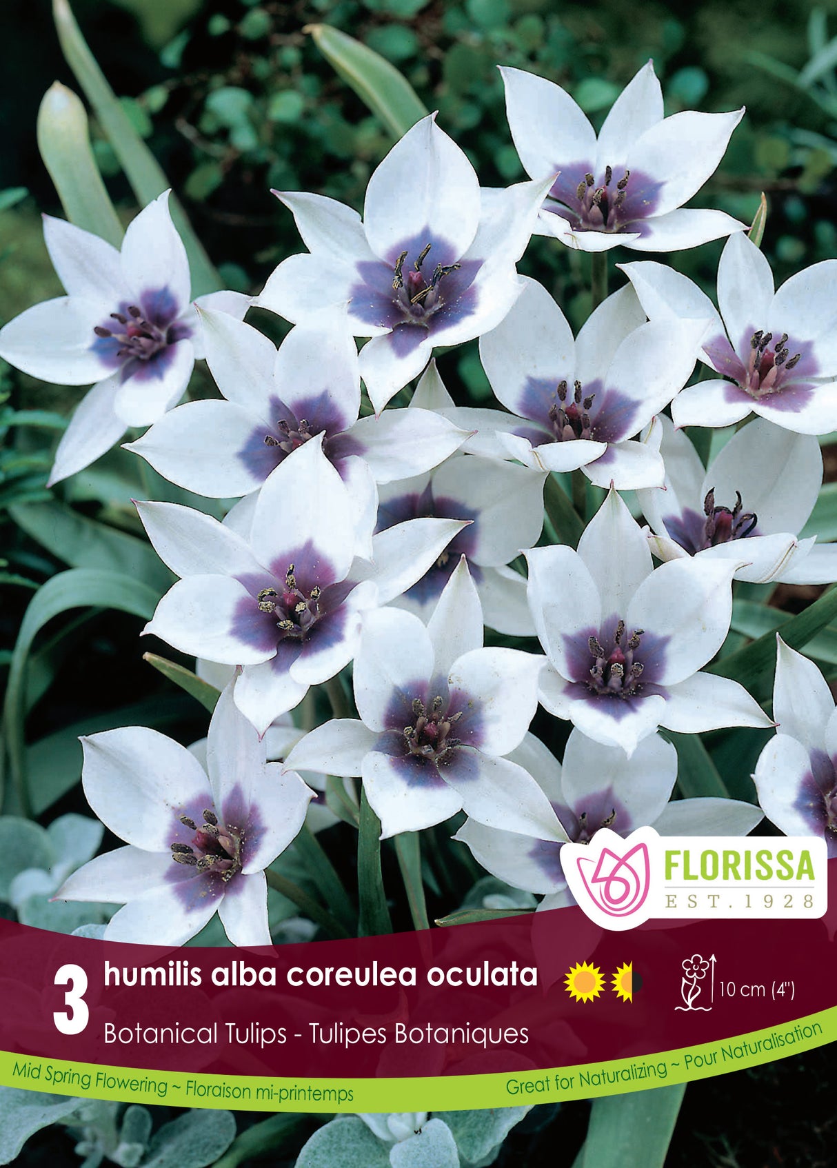 Tulip Botanical  - humilis alba coreulea oculata Retail