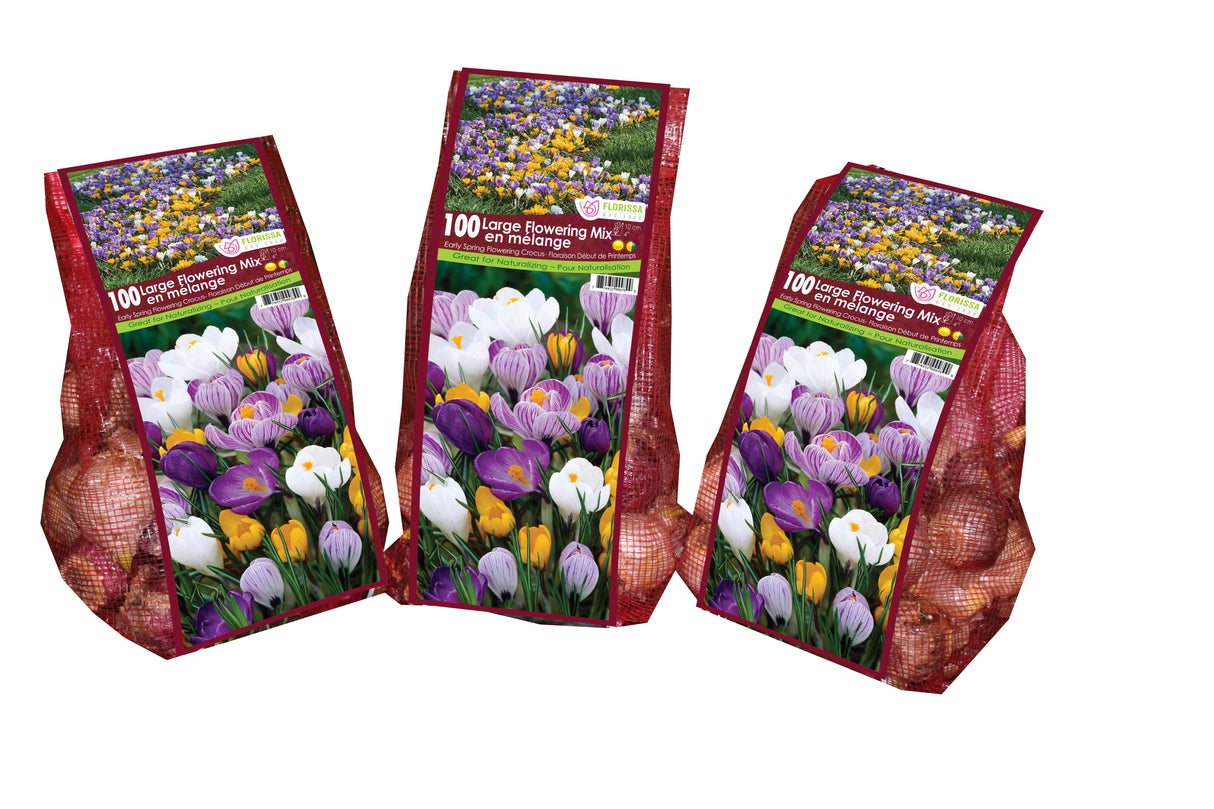 Crocus - Large Flowering Mix Mesh Bagged Bulbs