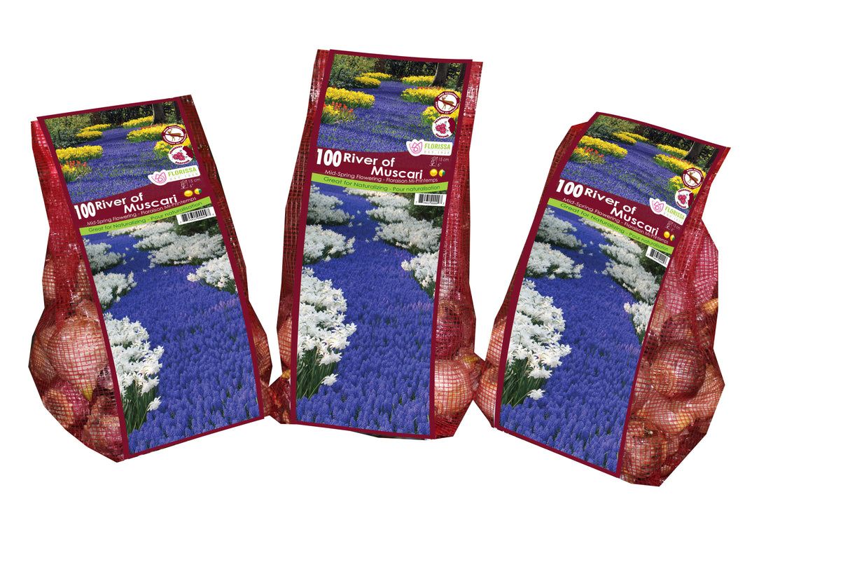 Muscari - River of Muscari Mesh Bagged Bulbs