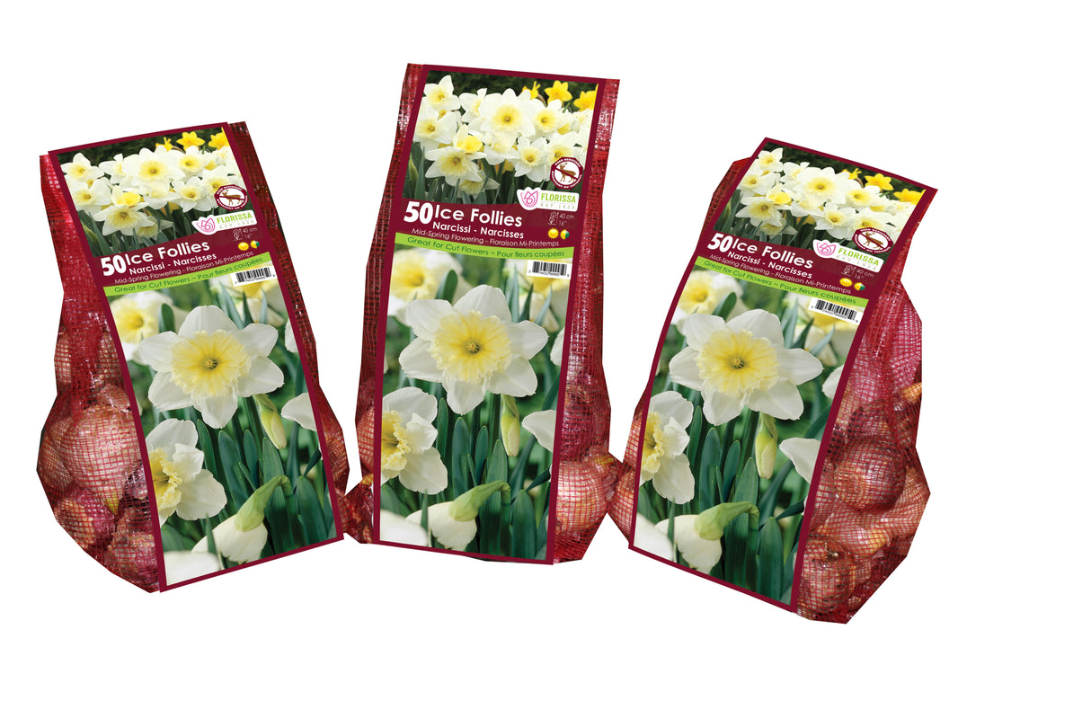 Narcissus - Ice Follies Mesh Bagged Bulbs