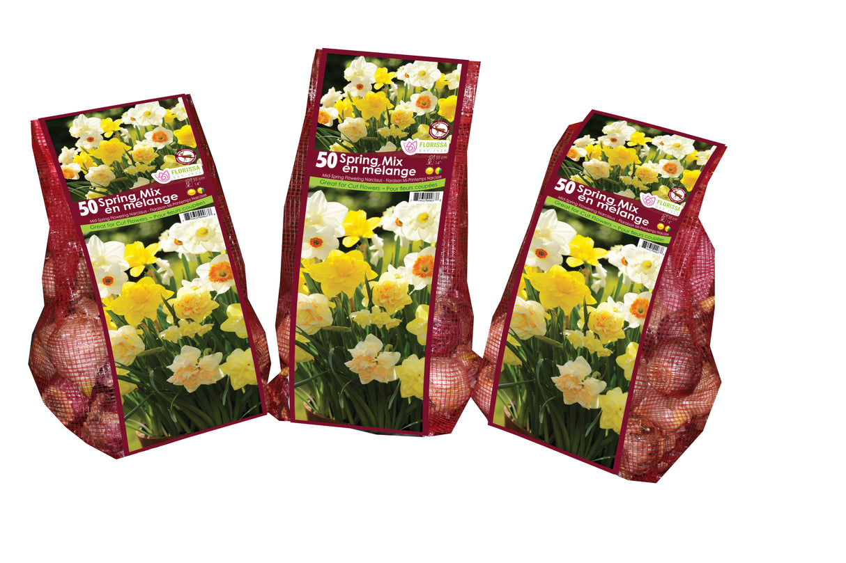 Narcissus - Standard Spring Mix Mesh Bagged Bulbs