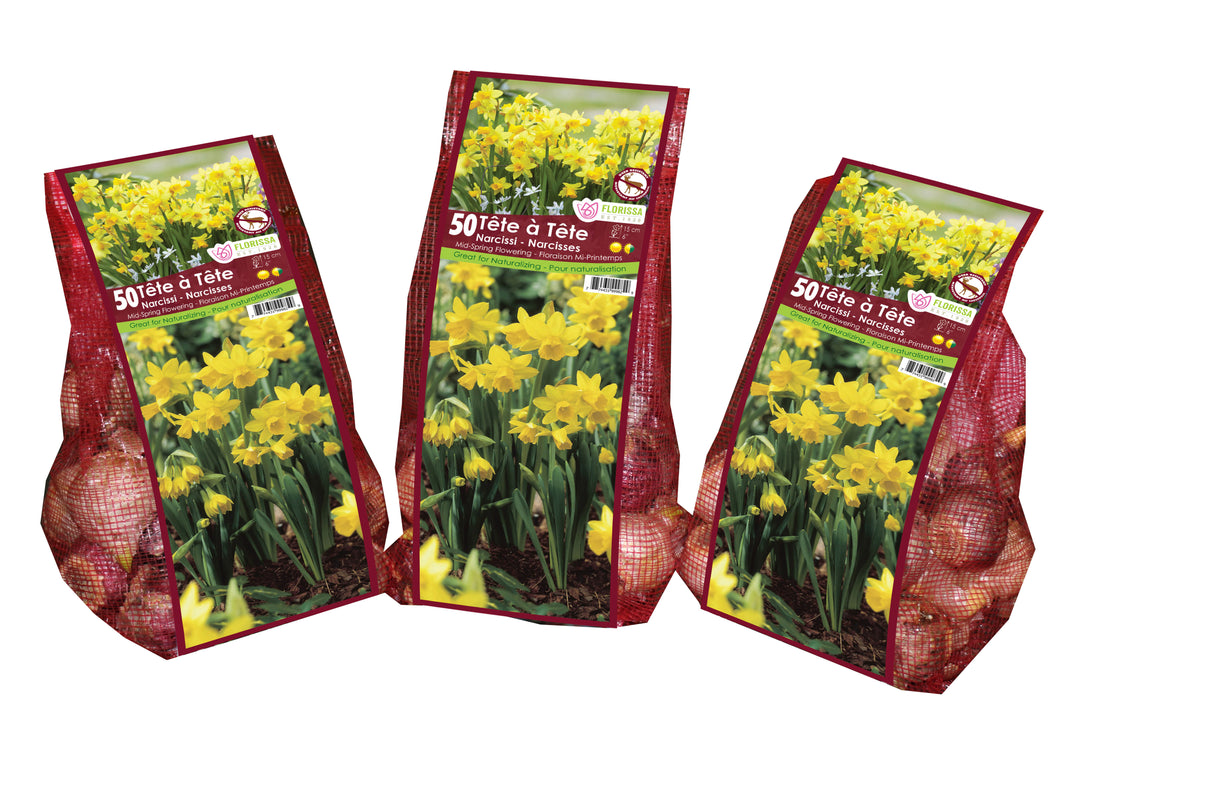 Narcissus - Tete a Tete Mesh Bagged Bulbs