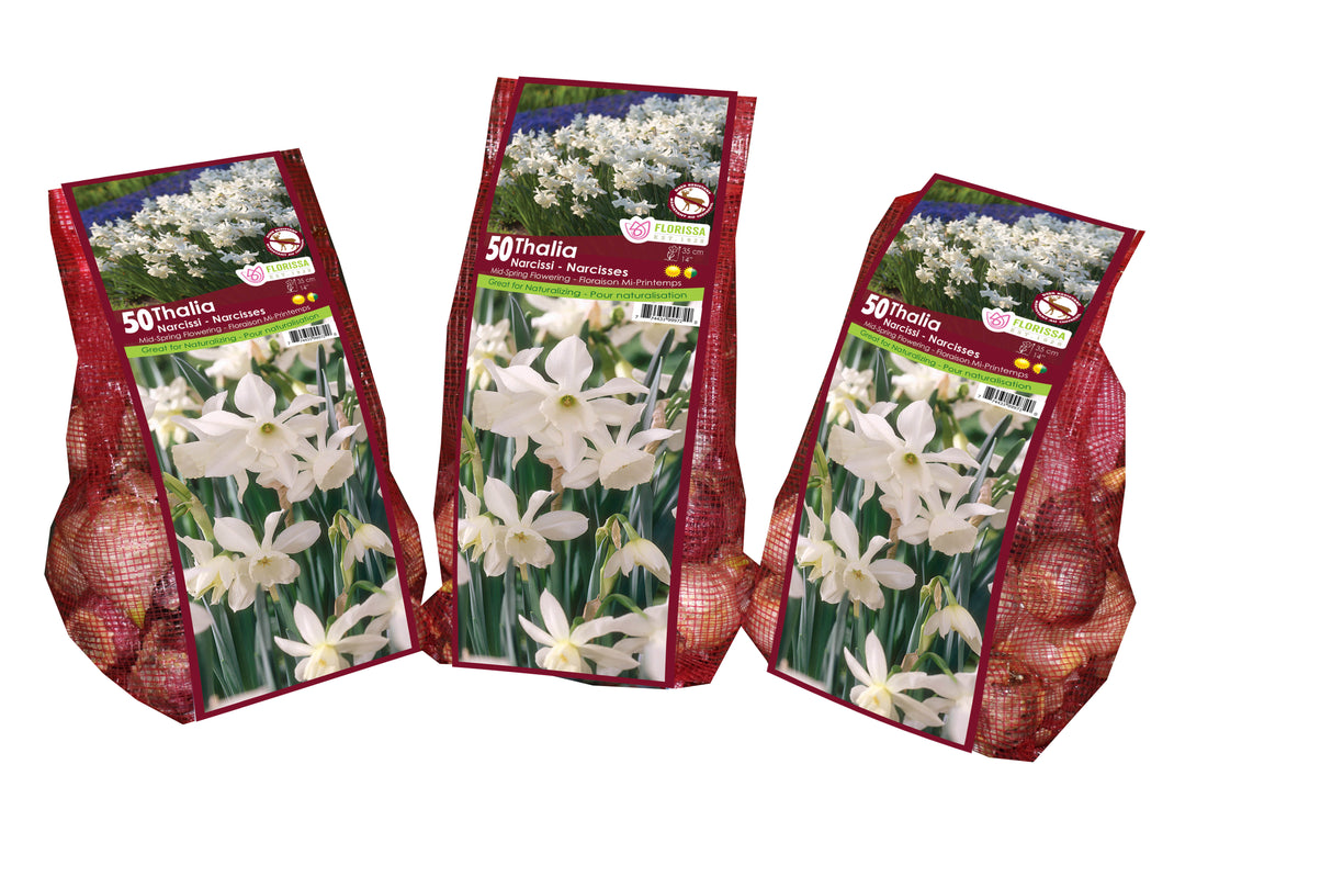 Narcissus - Thalia Mesh Bagged Bulbs