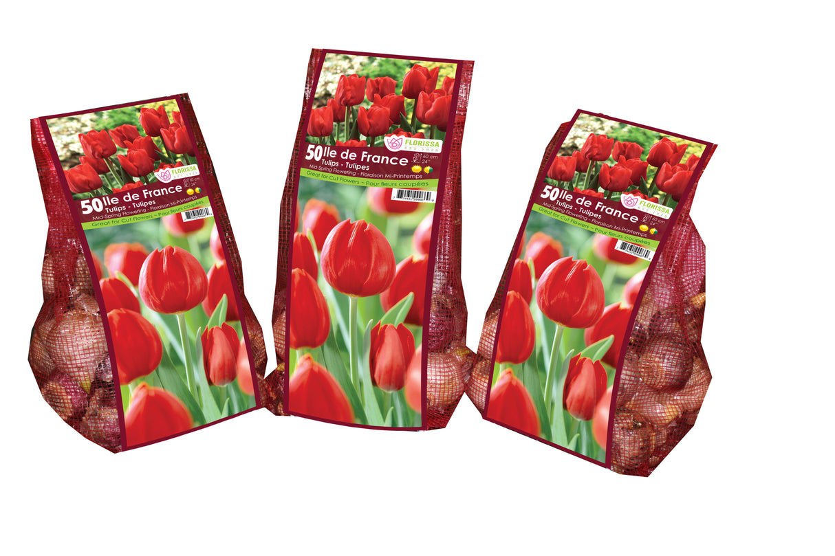 Tulip Triumph - Ile de France Mesh Bagged Bulbs
