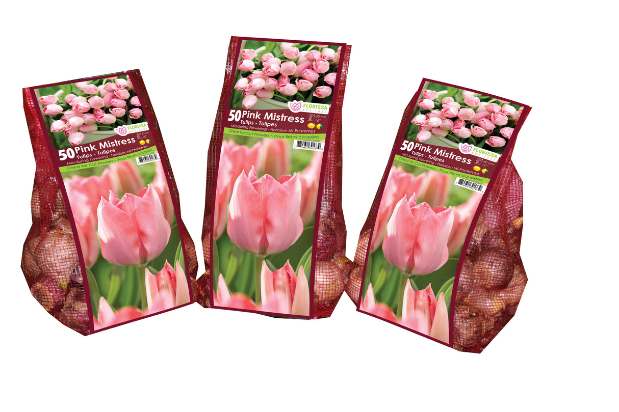 Tulip Triumph - Pink Mistress Mesh Bagged Bulbs