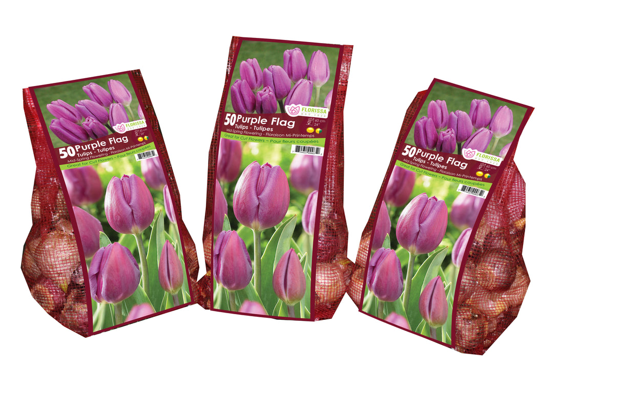 Tulip Triumph - Purple Flag Mesh Bagged Bulbs