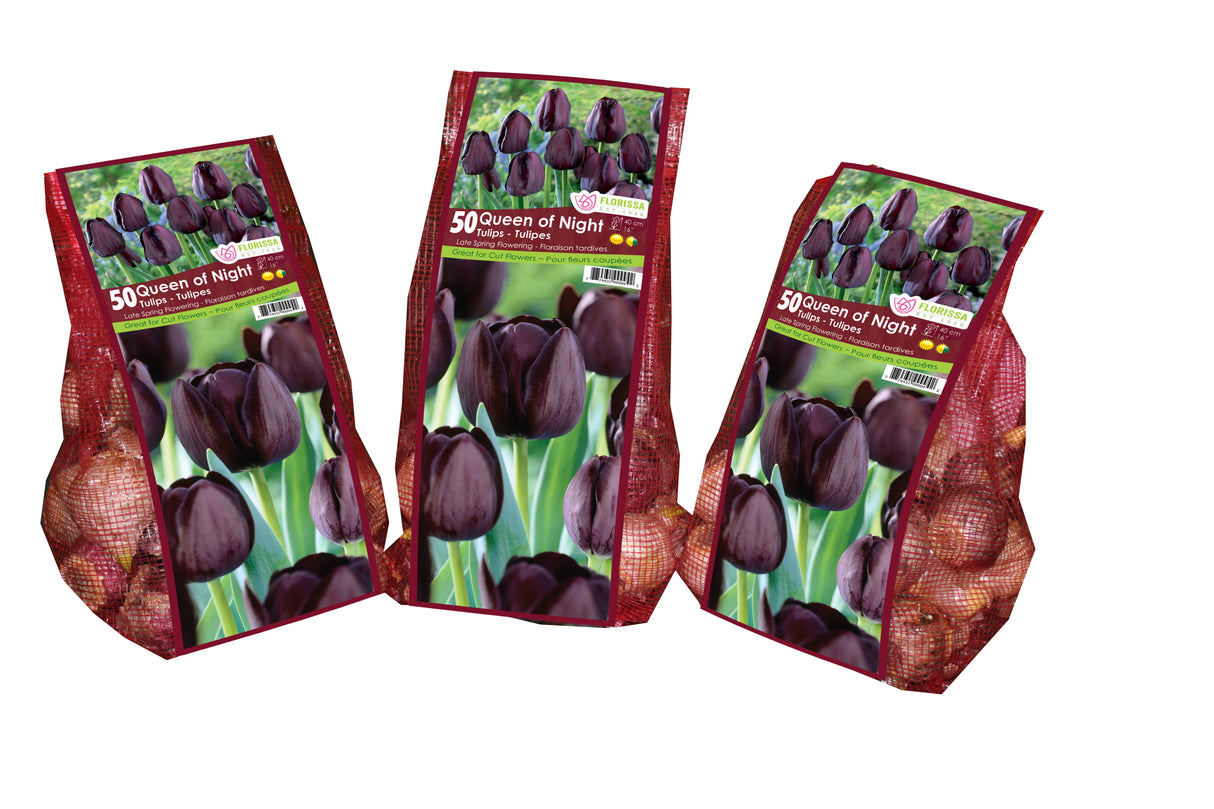 Tulip Single Late - Queen of Night Mesh Bagged Bulbs