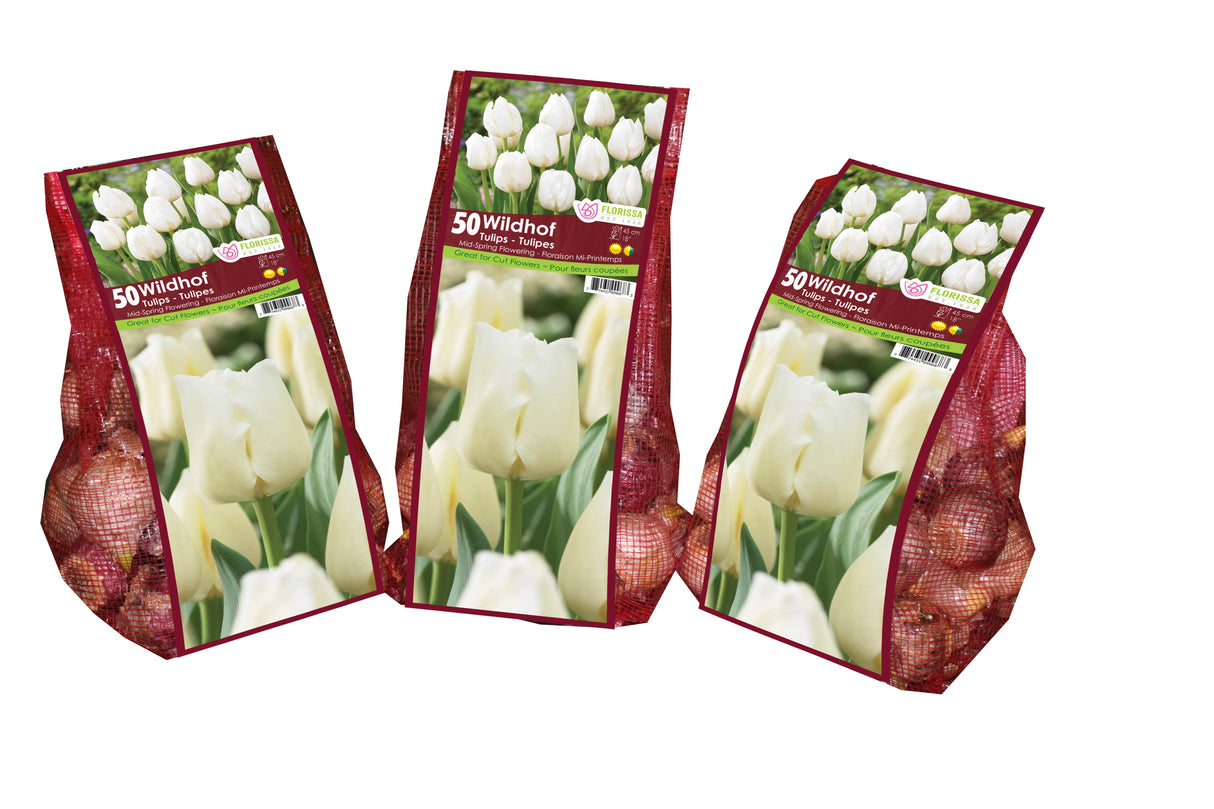Tulip Triumph - Wildhof Mesh Bagged Bulbs