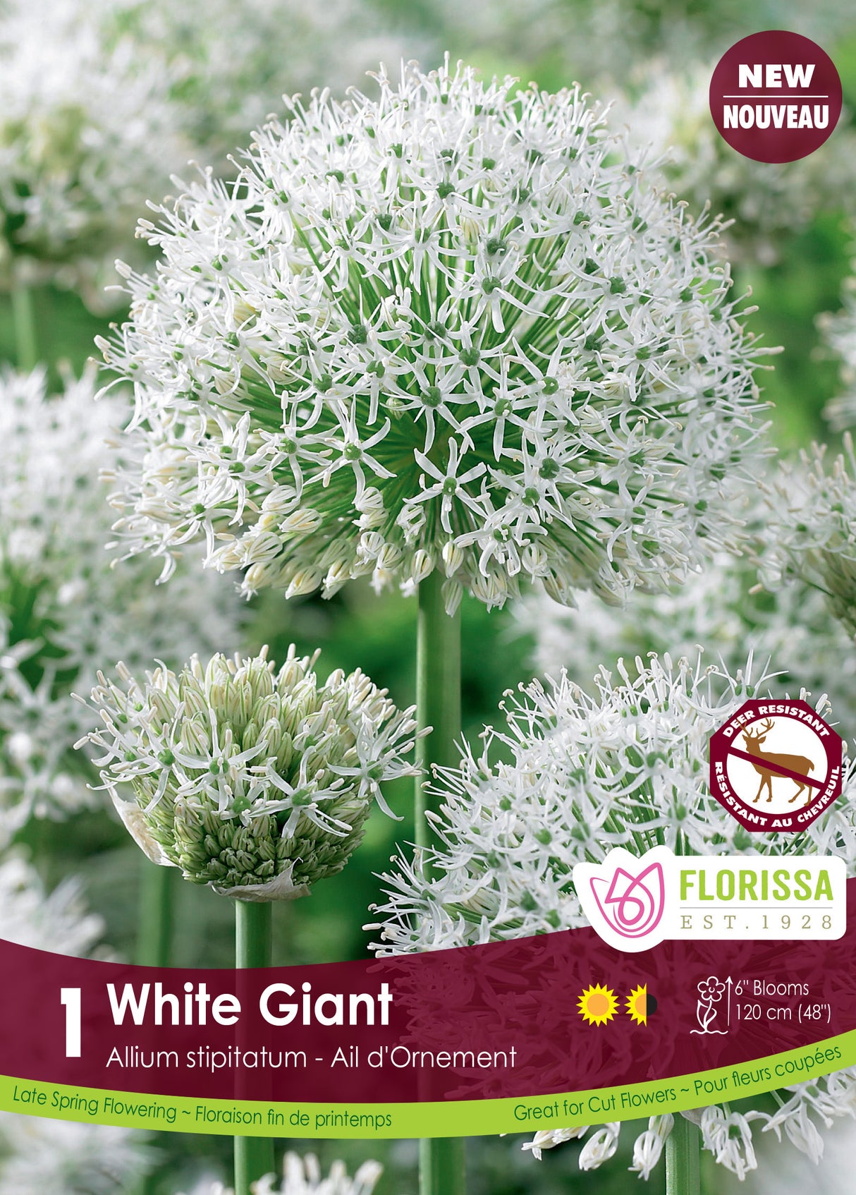 Allium - White Giant Retail