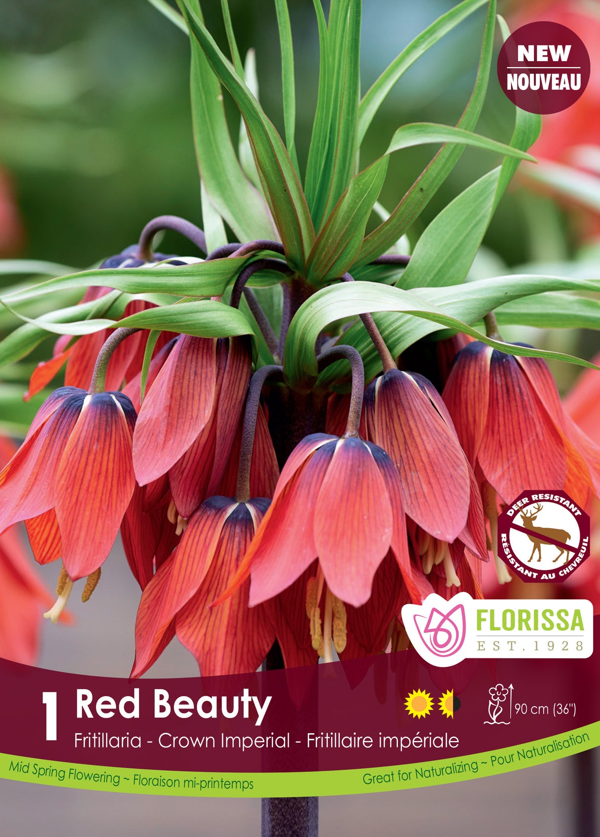 Fritillaria - Red Beauty Retail