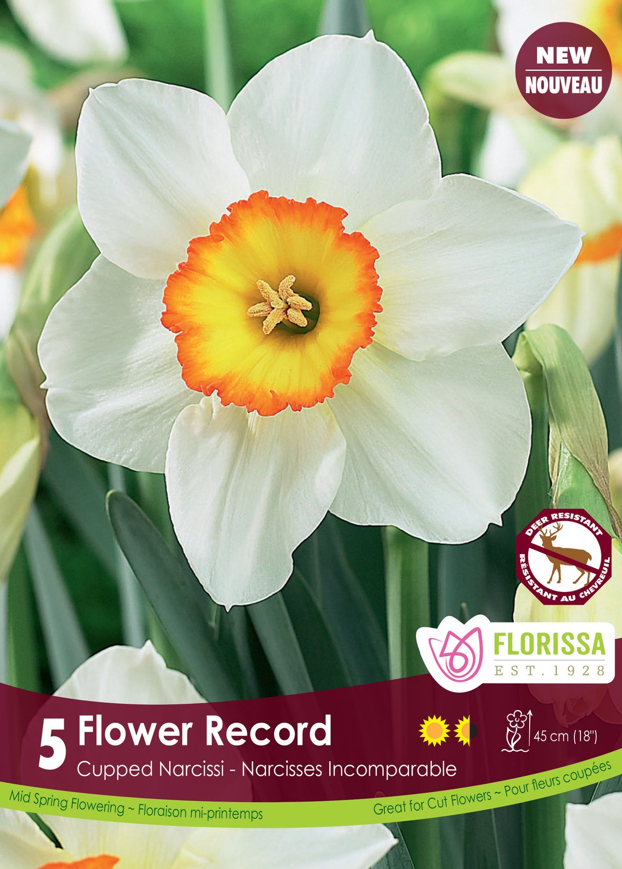 Narcissus Cupped - Flower Record Retail