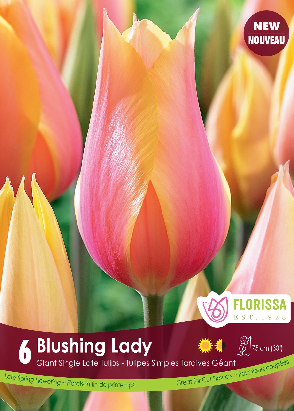 Tulip Single Late - Blushing Lady Retail