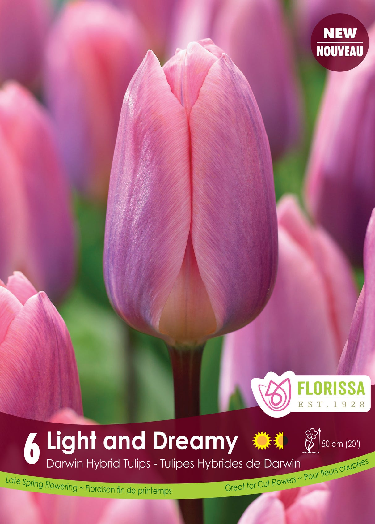 Tulip Darwin Hybrid - Light and Dreamy Retail