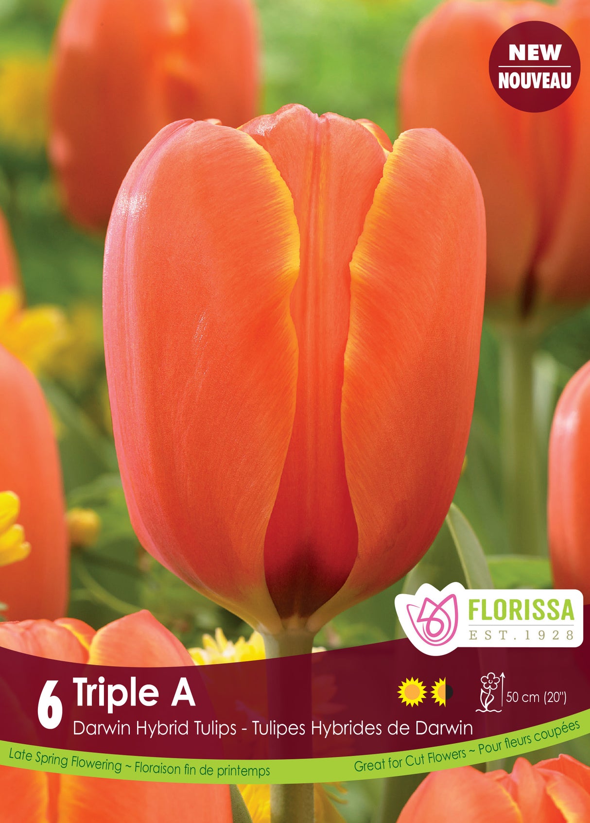 Tulip Darwin Hybrid - Triple A Retail
