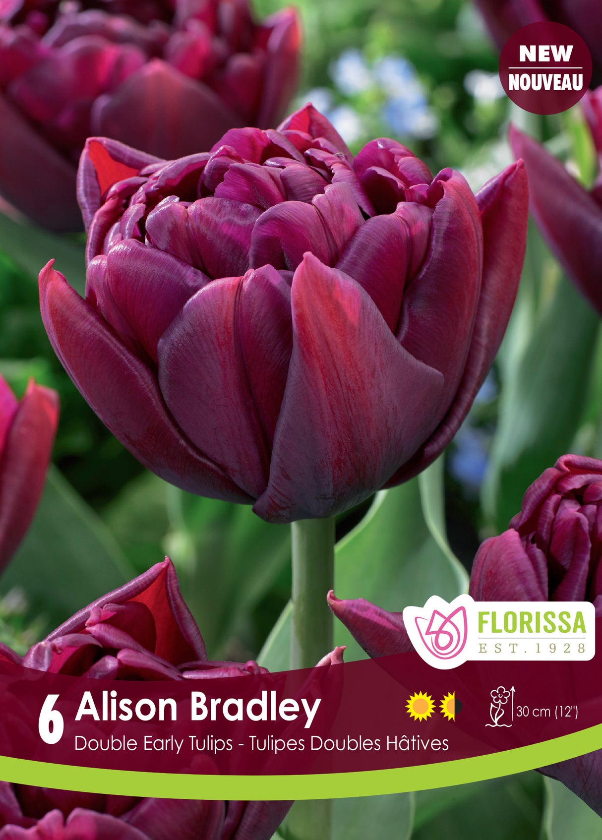 Tulip Double Early - Alison Bradley Retail