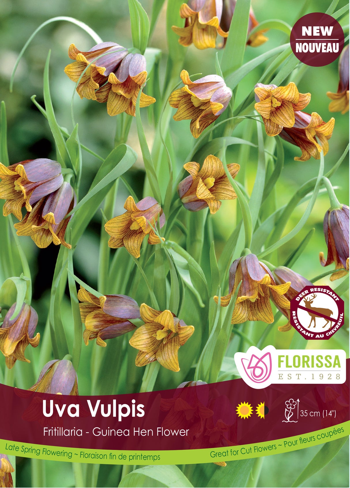 Fritillaria - Uva Vulpis Bulk