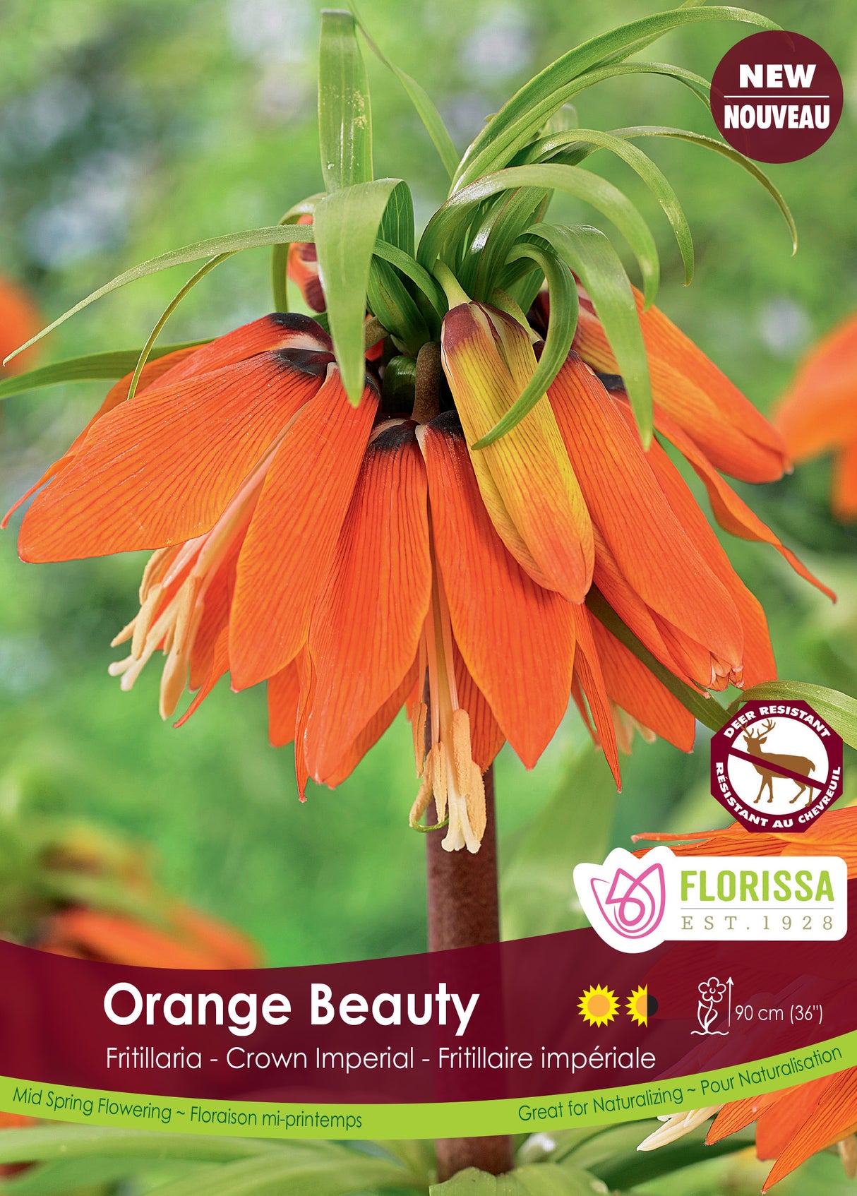 Fritillaria - Orange Beauty Bulk