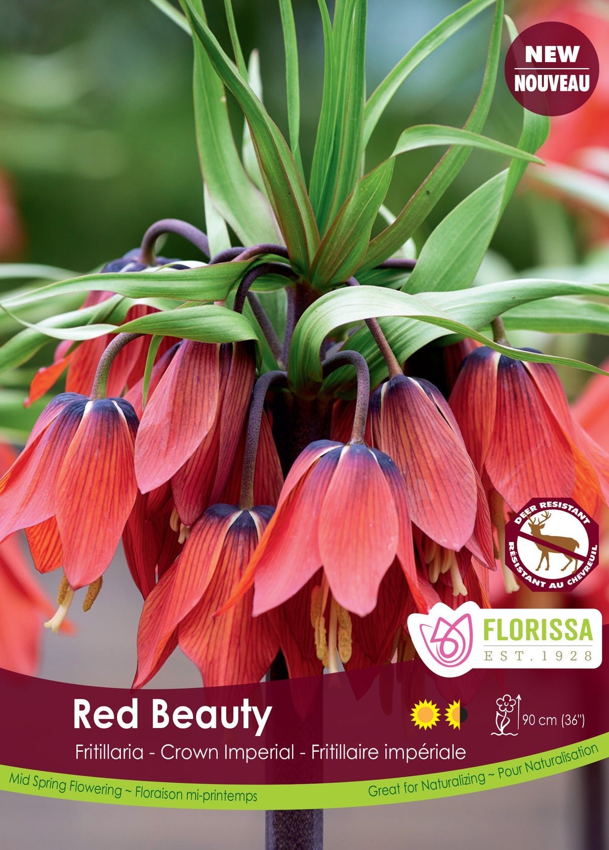 Fritillaria - Red Beauty Bulk