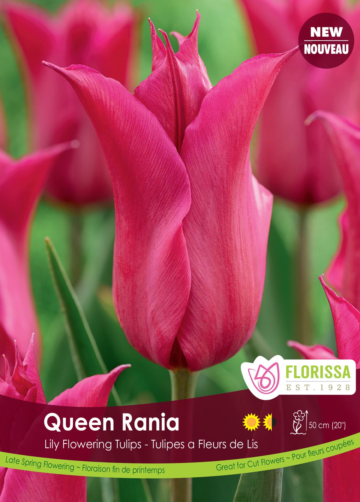 Tulip Lily Flowering - Queen Rania Bulk
