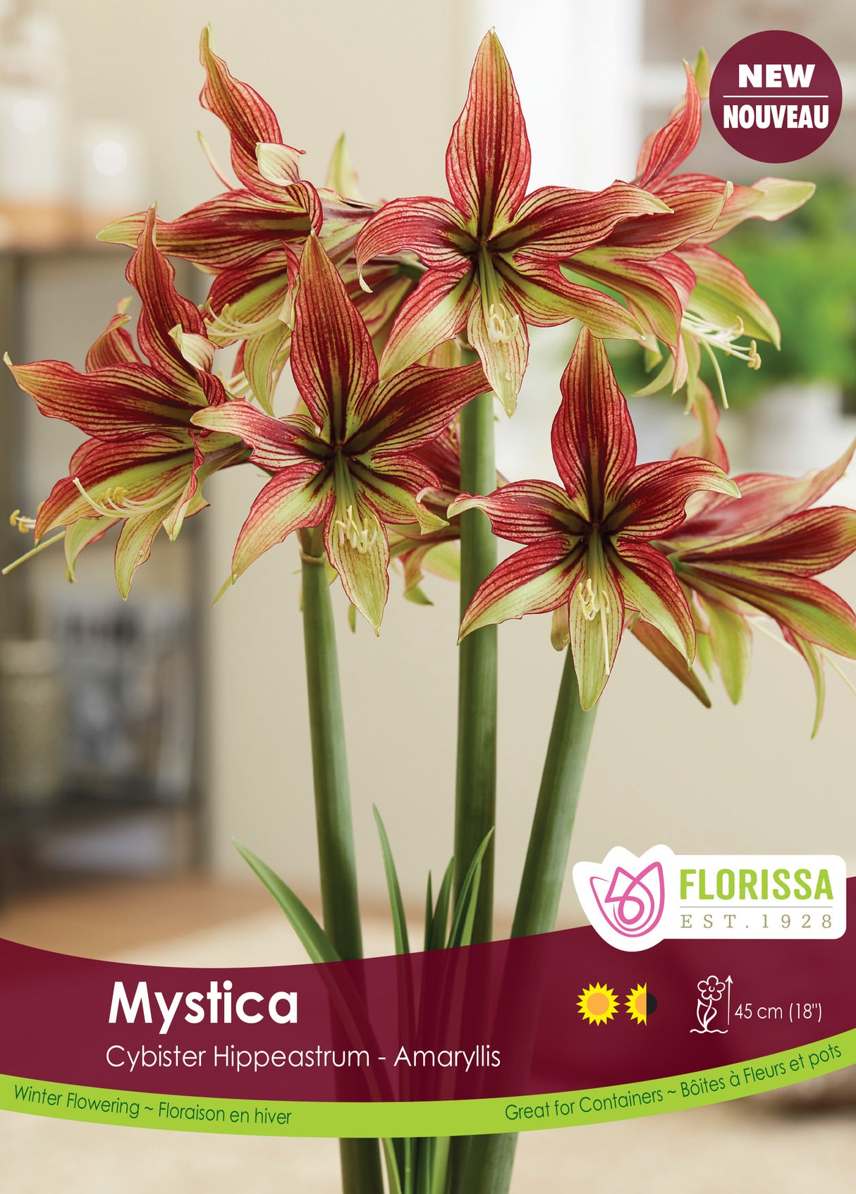Amaryllis Novelty - Mystica