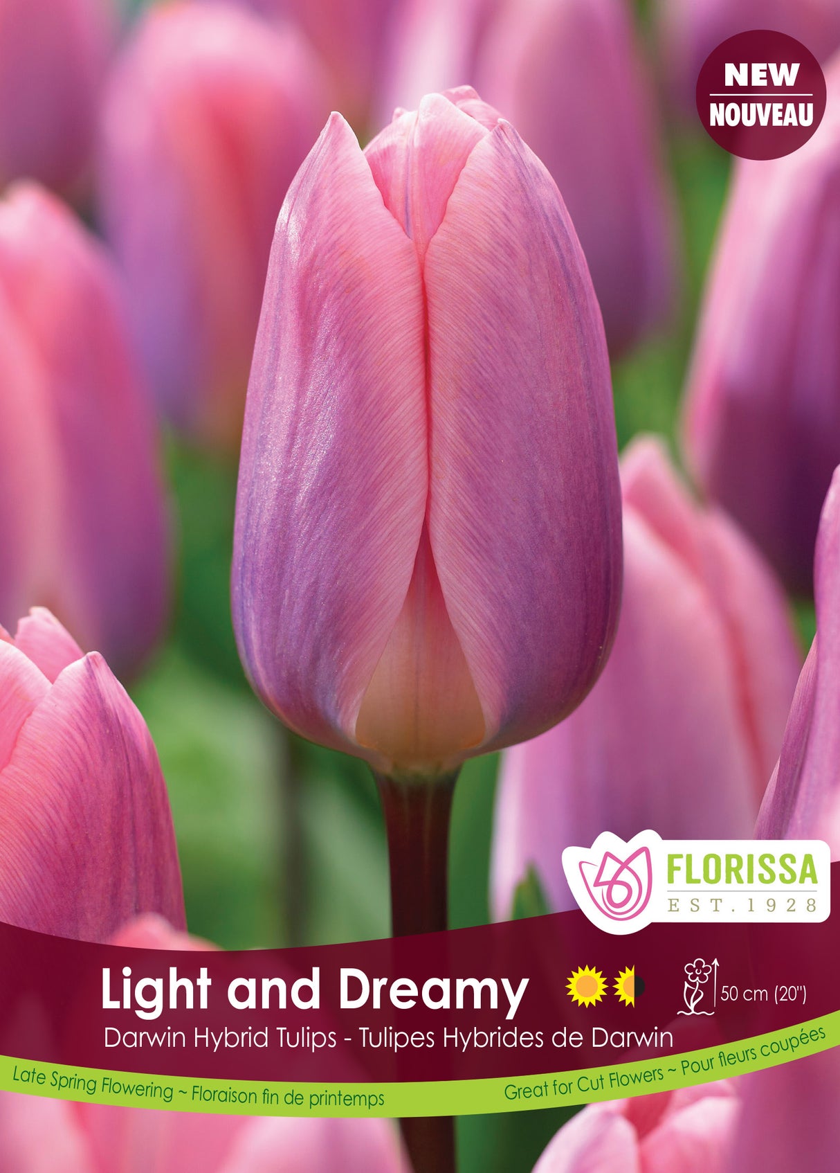 Tulip Darwin Hybrid - Light and Dreamy Bulk