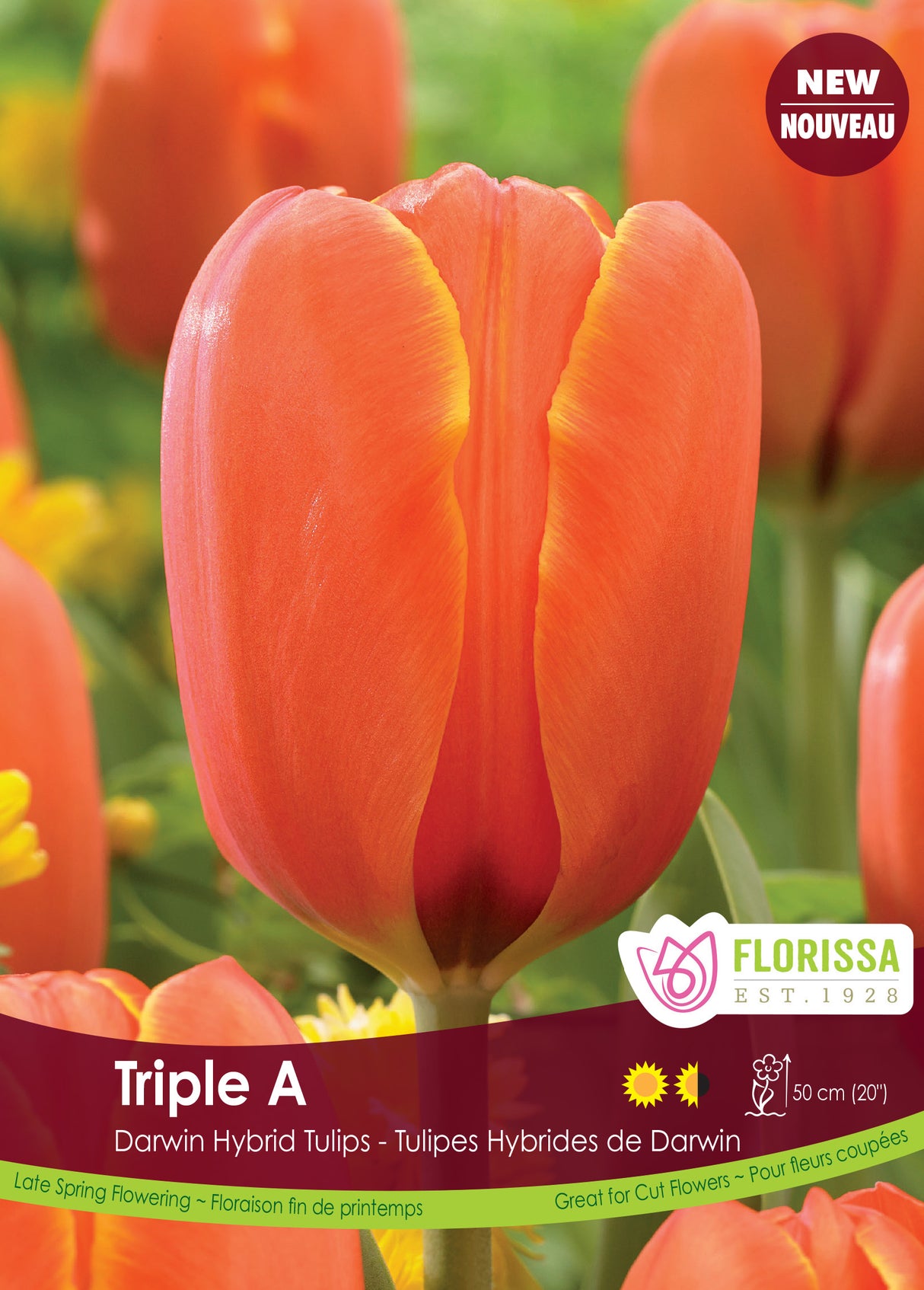 Tulip Darwin Hybrid - Triple A Bulk