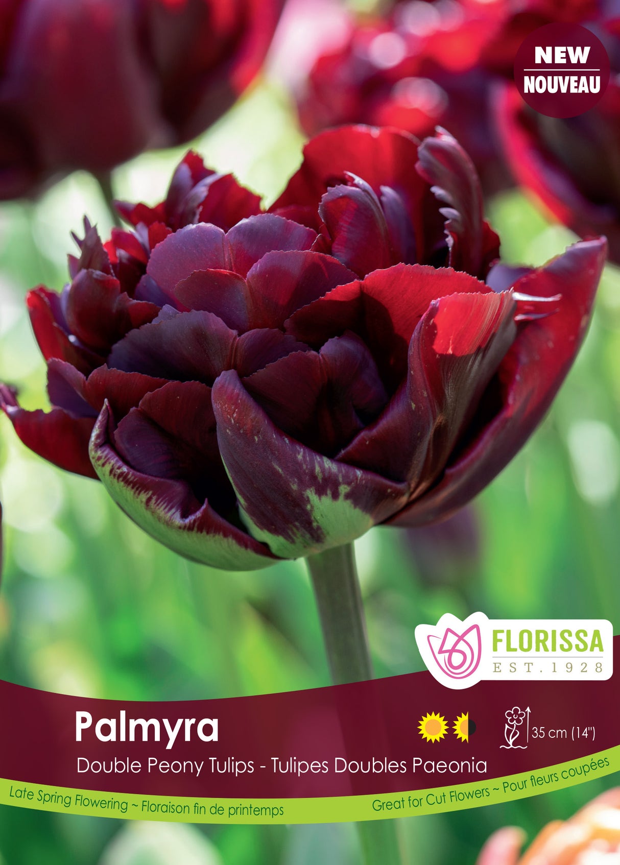 Tulip Double Early - Palmyra Bulk