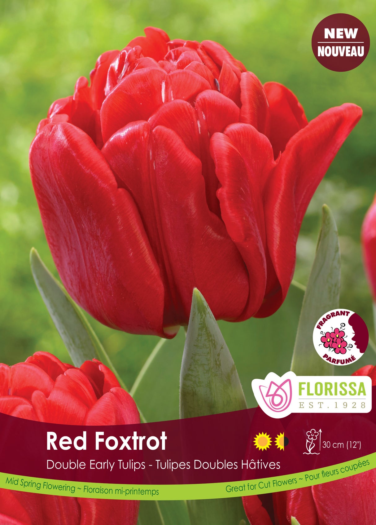 Tulip Double Early - Red Foxtrot Bulk