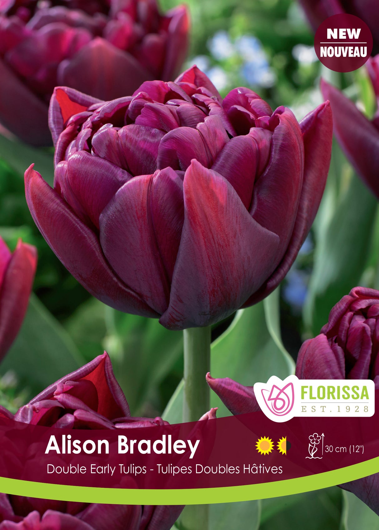 Tulip Double Early - Alison Bradley Bulk