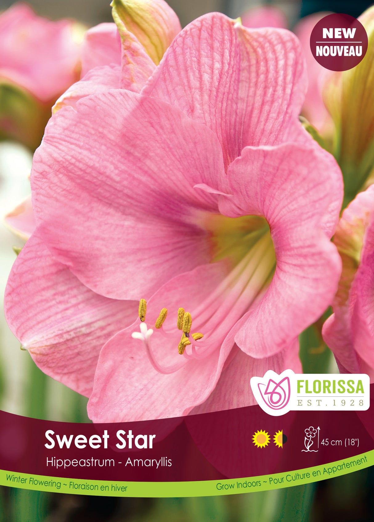 Amaryllis - Sweet Star Size 34/36