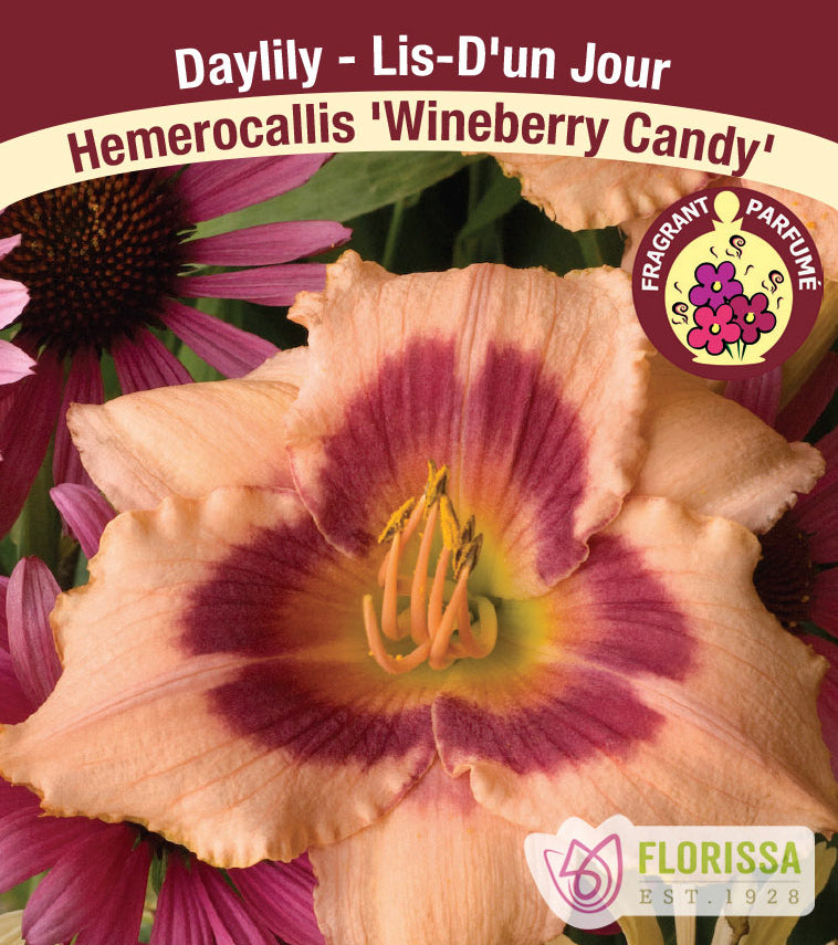Hemerocallis - Wineberry Candy