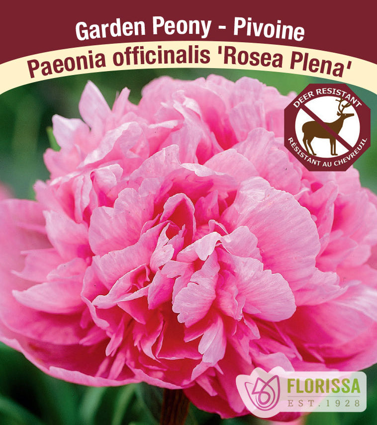 Paeonia officinalis - officinalis Rosea Plena (Pink)