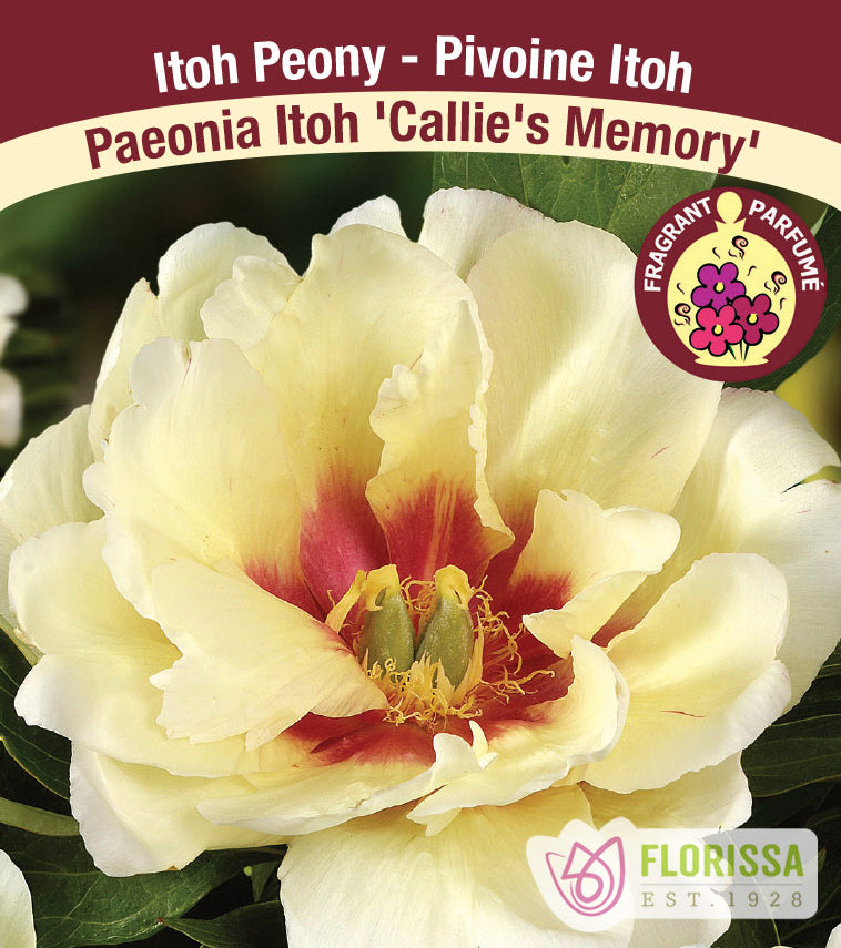 Paeonia Itoh - Callie's Memory