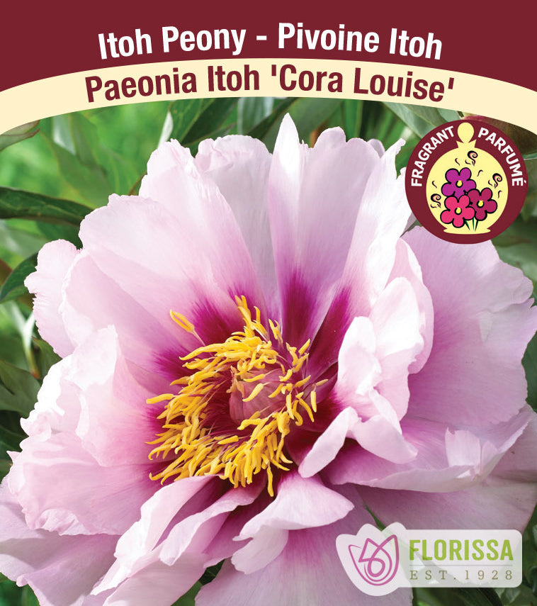 Paeonia Itoh - Cora Louise