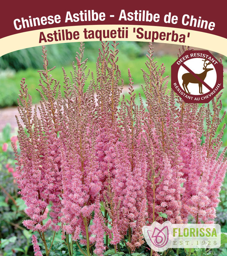 Astilbe - Chinensis 2-3 Eyes - var. taquetti Superba