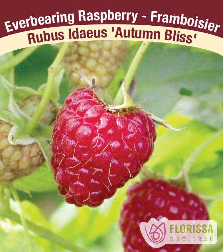 Raspberry Everbearing - Autumn Bliss Bulk