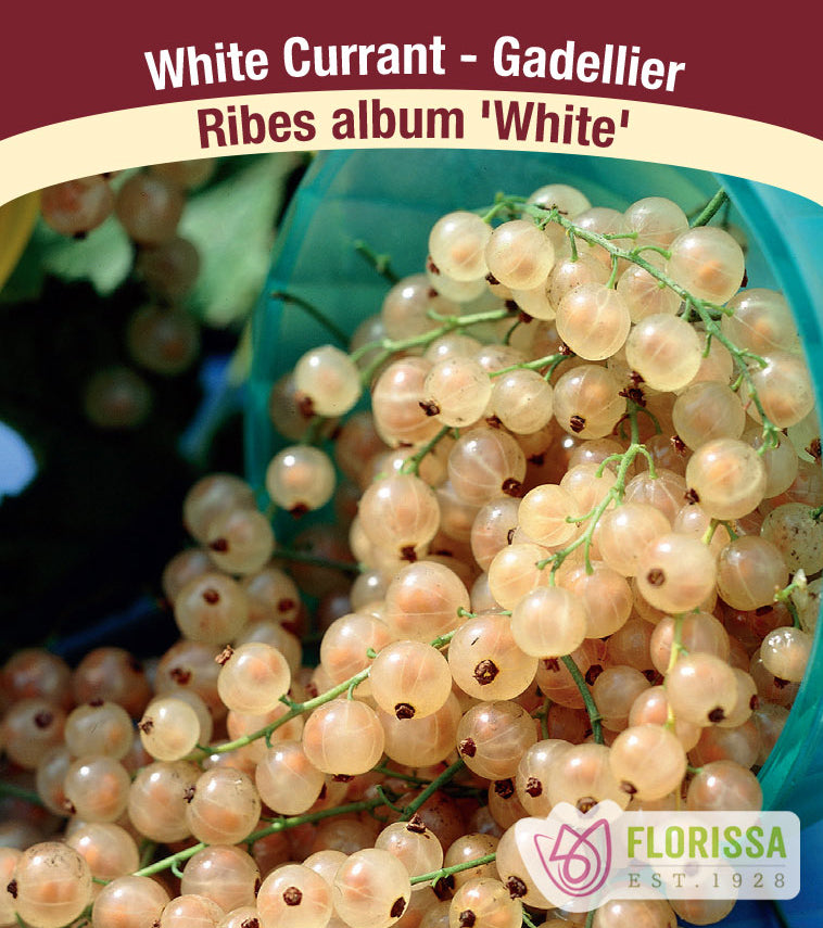 Currant - White Bulk