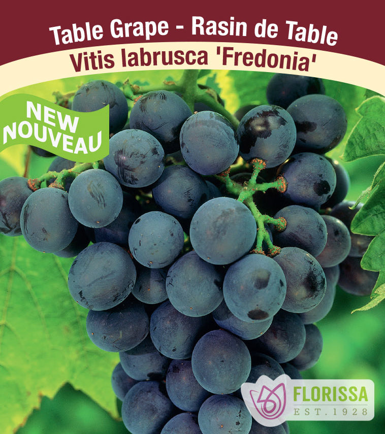 Grapes All Purpose - Fredonia Bulk