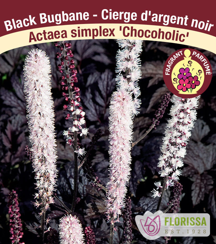 Actaea - Chocoholic