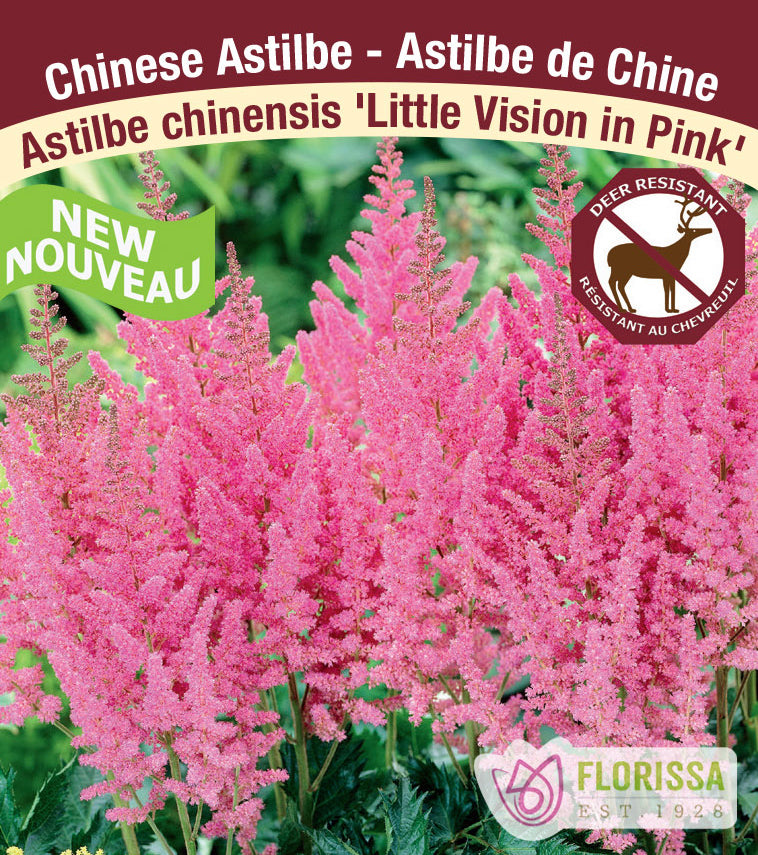 Astilbe - Vision Series 2-3 Eyes - Little Vision in Pink