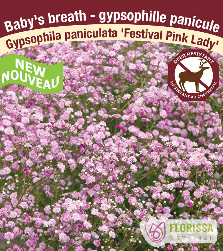 Gypsophylla - Festival Pink Lady