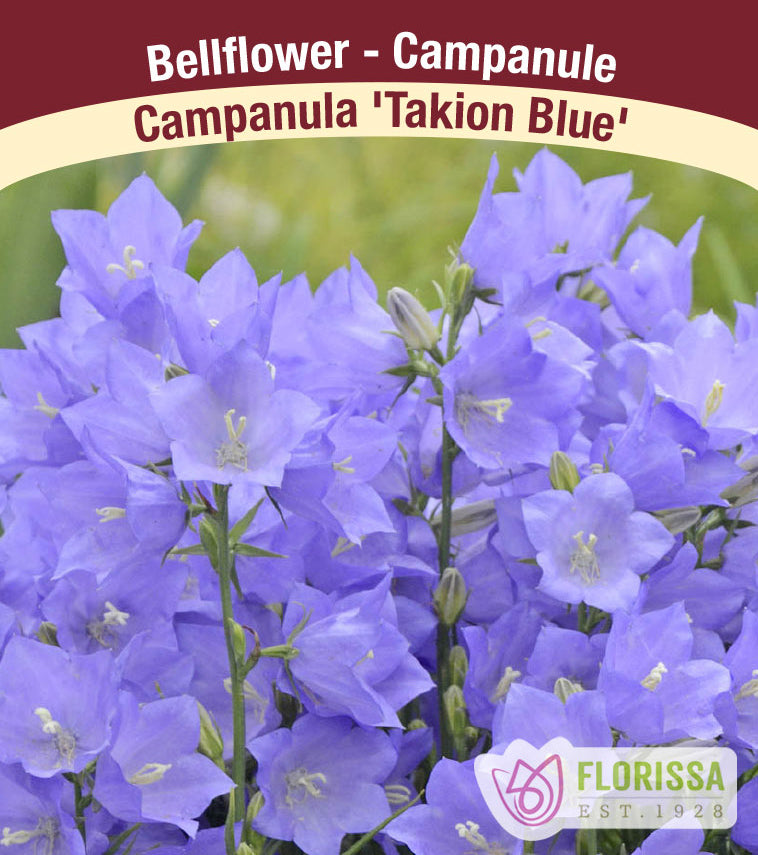 Campanula - persicifolia Takion Blue