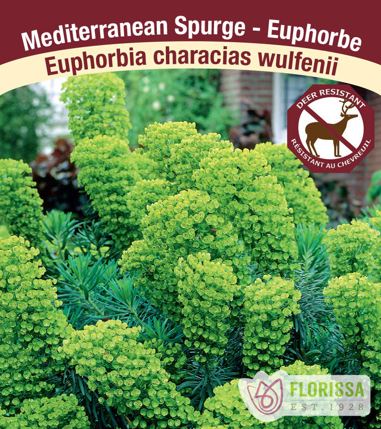 Euphorbia - characias wulfenii