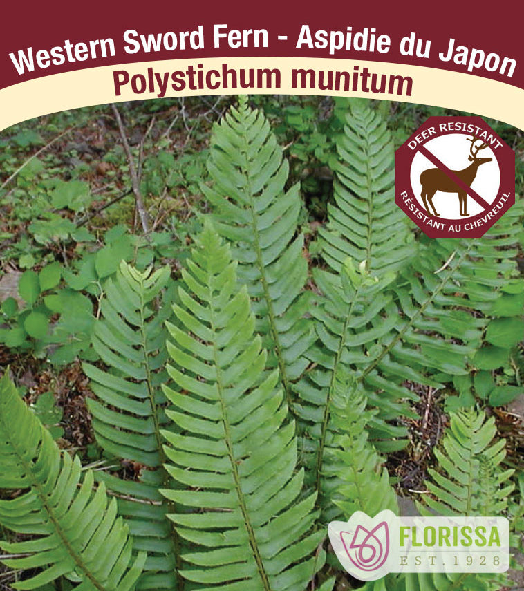 Polystichim - munitum
