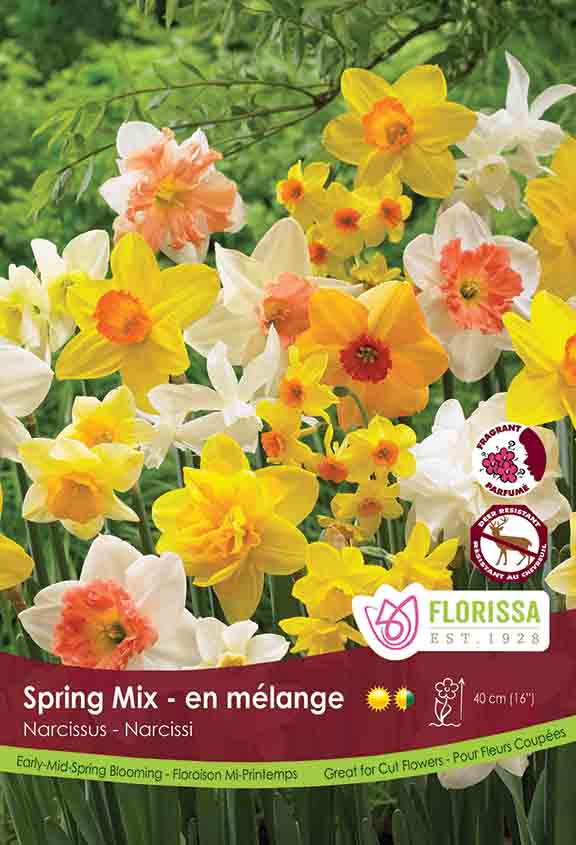 Narcissus - Standard Spring Mix Bulk Black Tray