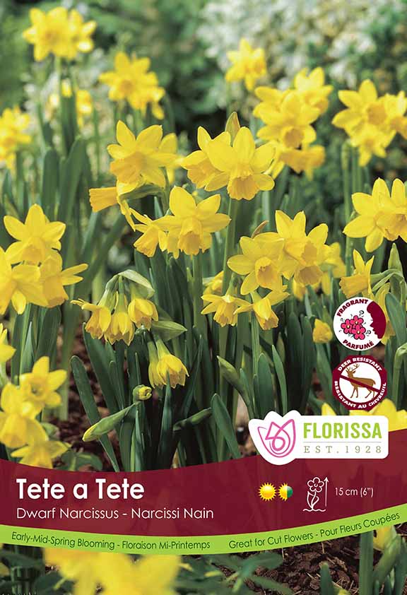 Narcissus Tete a Tete Poster Board