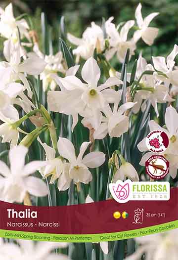 Narcissus Thalia Poster Board
