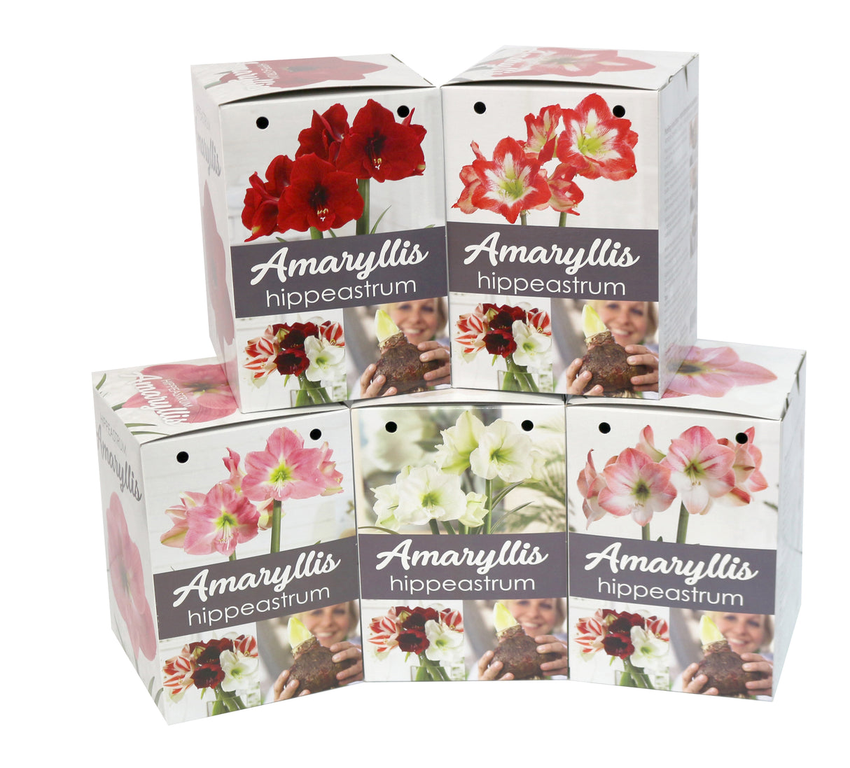 GP1 Amaryllis Kits - Gift Kits
