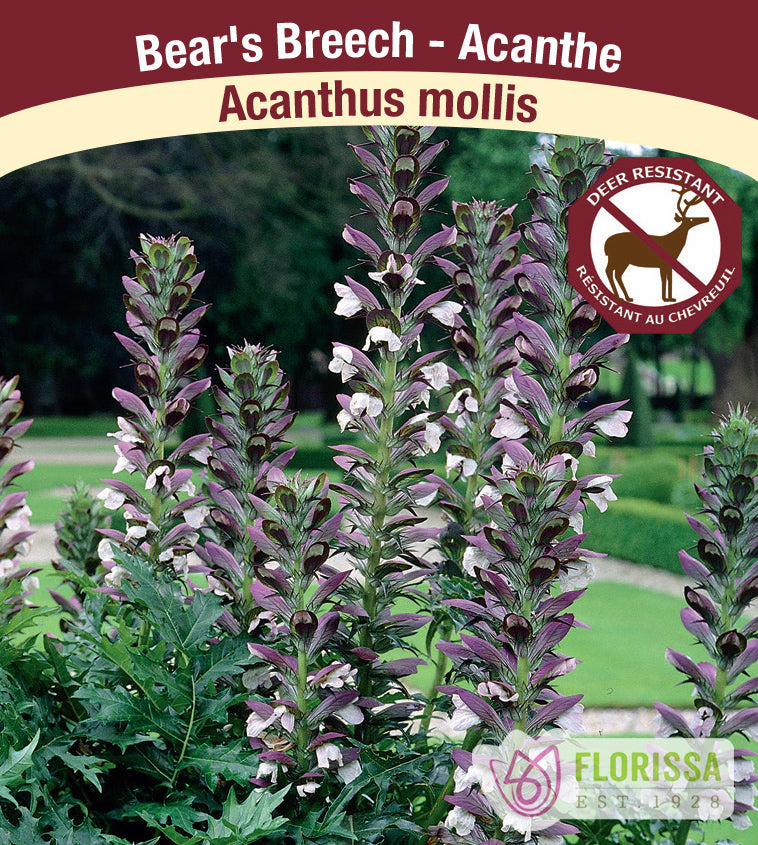 Acanthus - mollis
